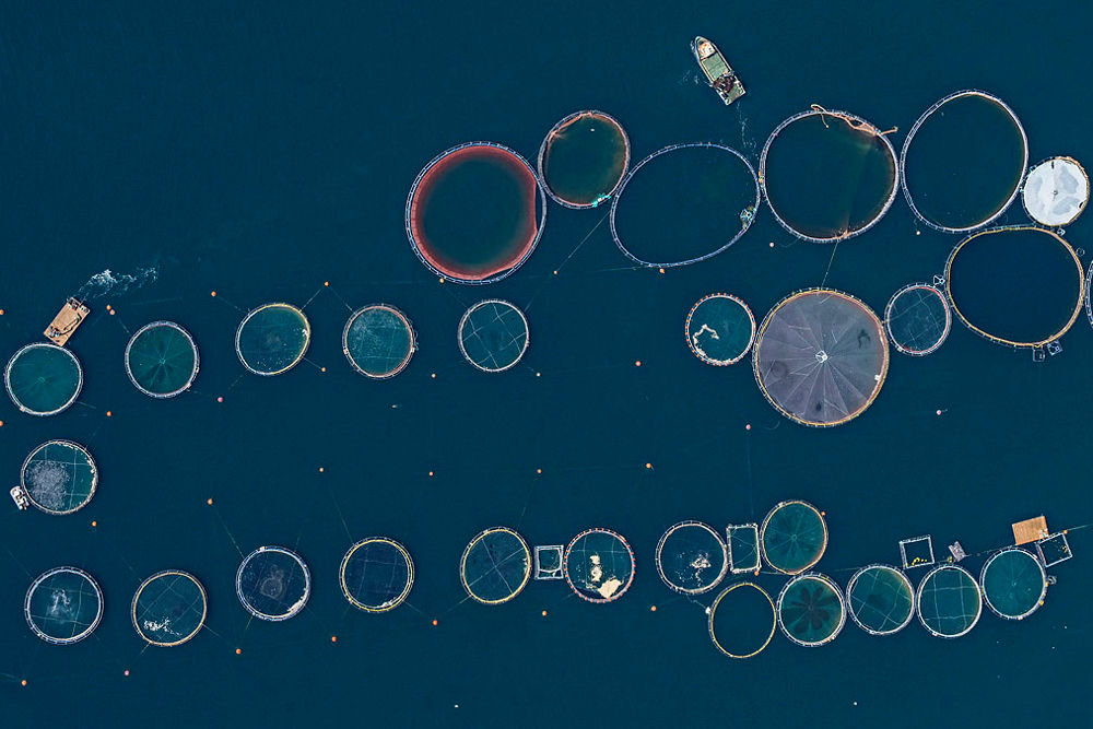 مشاهدات هوايی مزارع ماهی