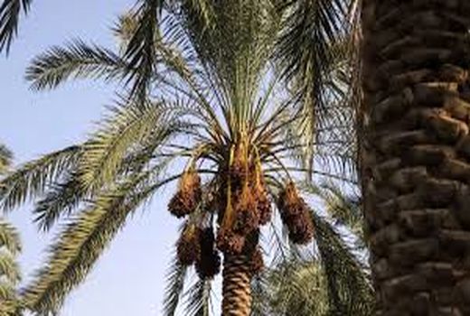 آشنایی نخلداران خرمشهری با آفات نخیلات