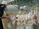 ۲۱۱ هزار تن گوشت طیور در کشتارگاه‌های رسمی عرضه شد/سهم ۹۶.۸ درصدی مرغ