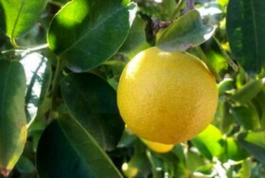 قیروکارزین رتبه اول تولید لیمو شیرین کشور دارد