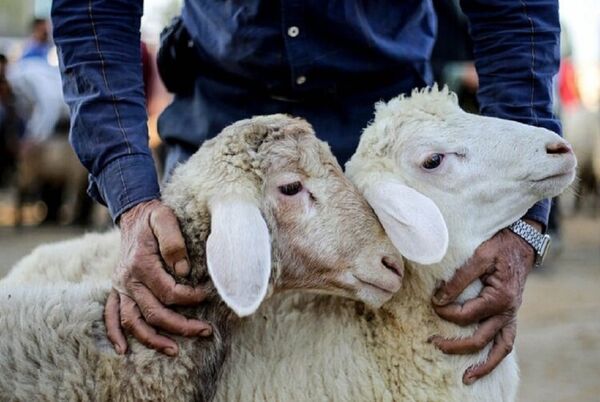 بیش از 217 هزار بازدید حاصل یک ماه اجرای طرح تشدید نظارت بهداشتی