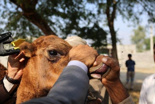 ۷۳۰ هزار راس دام در استان بوشهر پلاک کوبی شدند