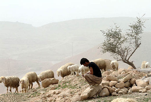 ریزگردها باروری دام‌ها  کاهش می‌دهند
