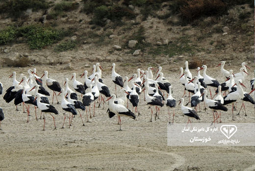 آغاز رصد و پایش آنفلوآنزای فوق حاد پرندگان در تالاب‌ها و آبگیرهای خوزستان