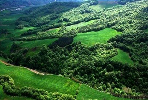 تمرکز مؤسسه تحقیقات جنگل‌ها و مراتع بر احیا، تنوع زیستی و زراعت چوب