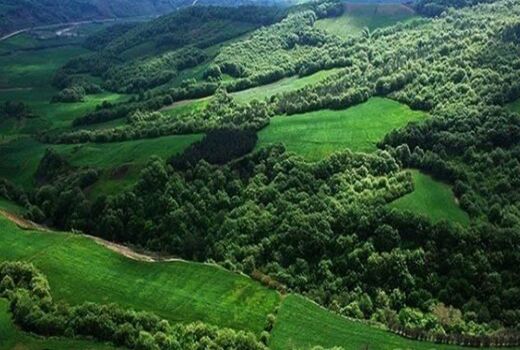 تمرکز مؤسسه تحقیقات جنگل‌ها و مراتع بر احیا، تنوع زیستی و زراعت چوب