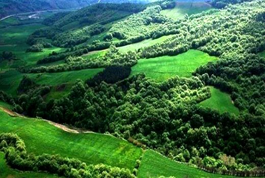تمرکز مؤسسه تحقیقات جنگل‌ها و مراتع بر احیا، تنوع زیستی و زراعت چوب