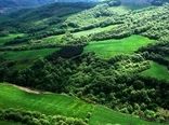 تمرکز مؤسسه تحقیقات جنگل‌ها و مراتع بر احیا، تنوع زیستی و زراعت چوب