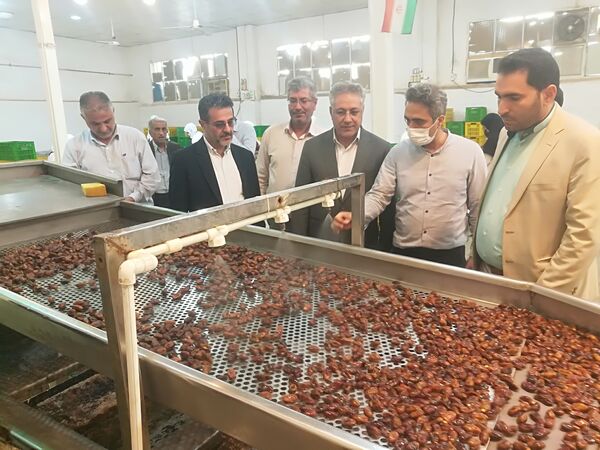 بازدید کمیسیون کشاورزی مجلس  از کارگاههای بسته بندی خرما و نخیلات خوزستان 