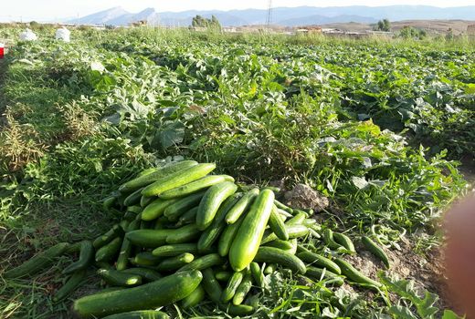 آغاز برداشت خیار پائیزه در دره شھر 