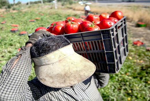 آغاز خرید حمایتی گوجه فرنگی توسط تعاون روستایی خوزستان