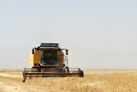 برداشت محصولات شتوی به سروستان رسید 