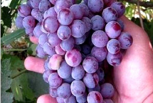ایجاد بانک ژنوتیپ باغی در خراسان شمالی