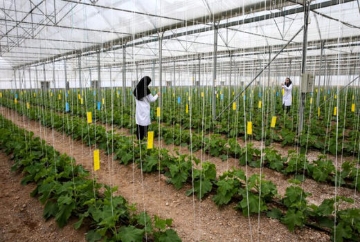  استان مازندران برای تولید گل و گیاهان زینتی و کیوی مزیت دارد