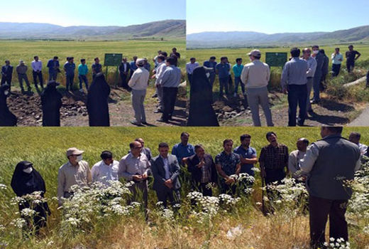 برگزاری برنامه بازدید آموزشی و ترویجی از مزارع گندم شهرستان اهر