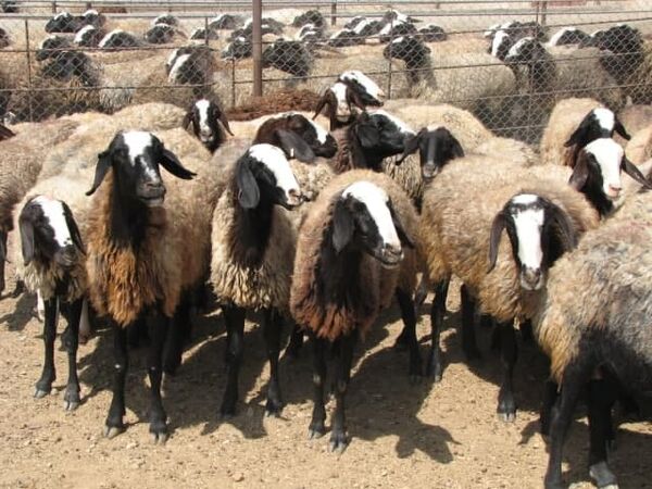واحدهای راکد و نیمه فعال دامداری‌های سنتی روستایی فعال می‌شوند