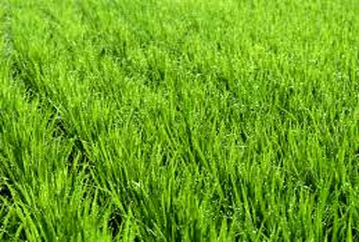 افزایش تولید و درآمد برای کشاورزان با اجرای طرح 550 هزار هکتاری در استان خوزستان