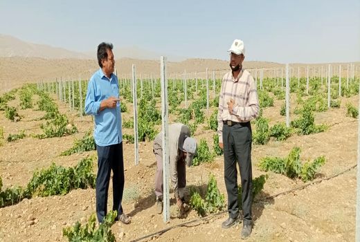باغ انگور در خرامه داربستی شد