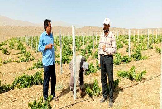 باغ انگور در خرامه داربستی شد