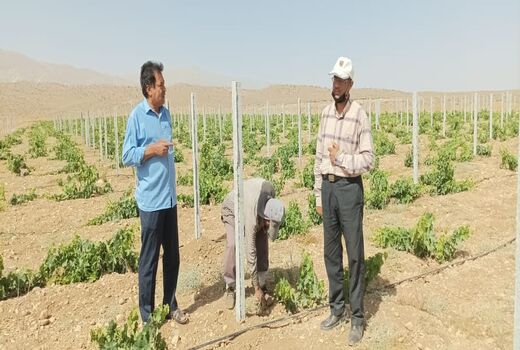 باغ انگور در خرامه داربستی شد