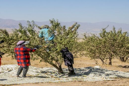 برداشت بادام از باغات سروستان آغاز شد