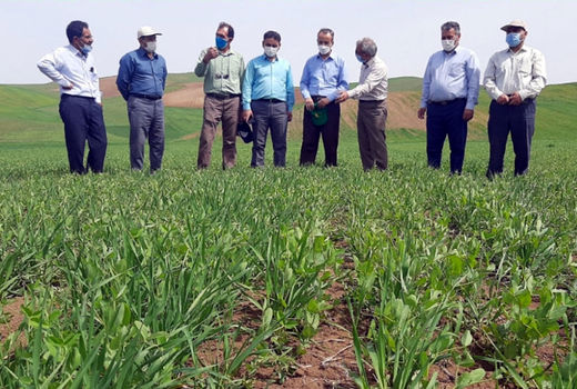 تداوم و تقویت پشتیبانی فنی موسسه تحقیقات دیم کشور  ازطرح جهش تولید در دیمزارهای استان