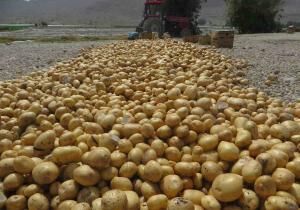 عوارض صادراتی برای سیب زمینی تعیین شود