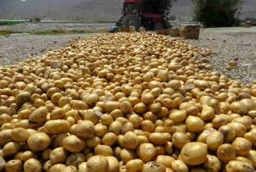تولید بیش از 15 هزار تن سیب‌زمینی خارج از فصل در لارستان