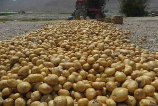 صادرات سیب‌زمینی بدون پرداخت عوارض مجاز است