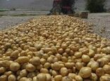 در سال جاری بیش از 16 هزار هکتار از اراضی به زیر کشت سیب زمینی رفته است