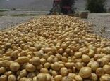 در سال جاری بیش از 16 هزار هکتار از اراضی به زیر کشت سیب زمینی رفته است