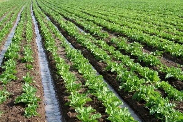 کشاورزی قراردادی راهی برای پیوند بهره‌برداران به بازارهای جدید است