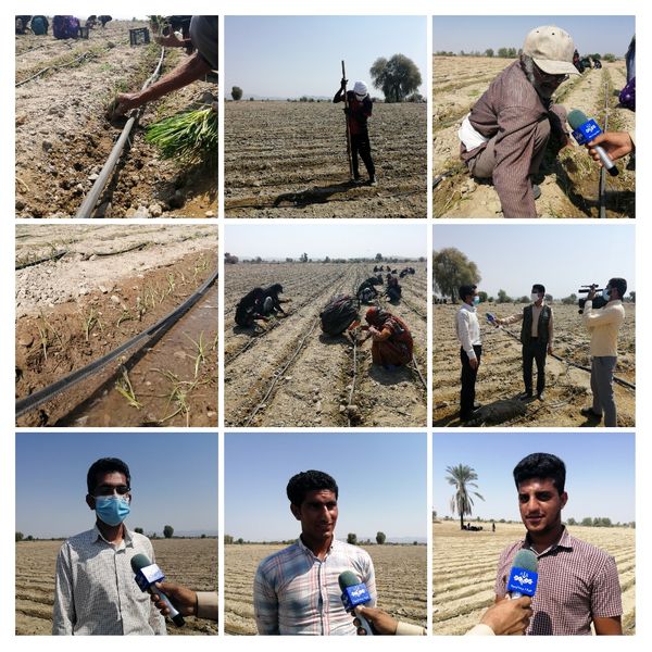 آغاز کشت پیاز در ۵هزار هکتار از اراضی کشاورزی میناب