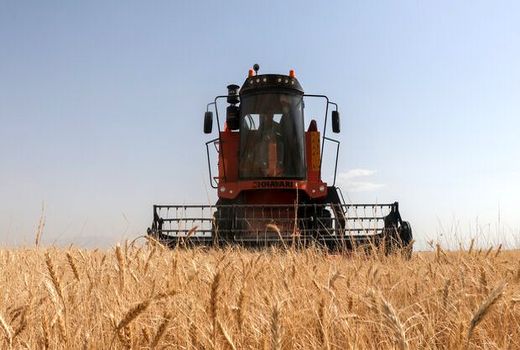 برداشت گندم در گلپایگان ۱۱.۳ درصد کاهش داشت