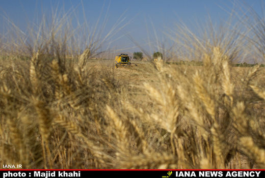 برداشت گندم 