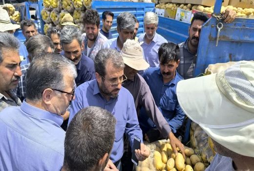 شبکه تعاون روستایی آذربایجان شرقی مانع متضرر شدن سیب زمینی کاران عجب شیر شد