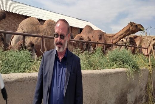 تولید سالانه 60 تن گوشت شتر در شهرستان مرند 