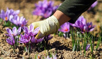 صنایع فرآوری و بسته بندی زعفران یک اولویت است