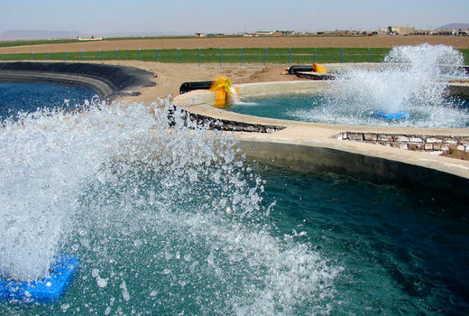 تشکیل 8 پرونده تسهیلات شیلات در حمیدیه