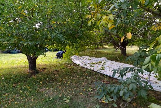 افزایش ۲۵ درصدی برداشت گردو در شهرستان مراغه