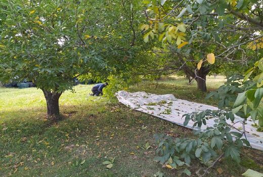 افزایش ۲۵ درصدی برداشت گردو در شهرستان مراغه