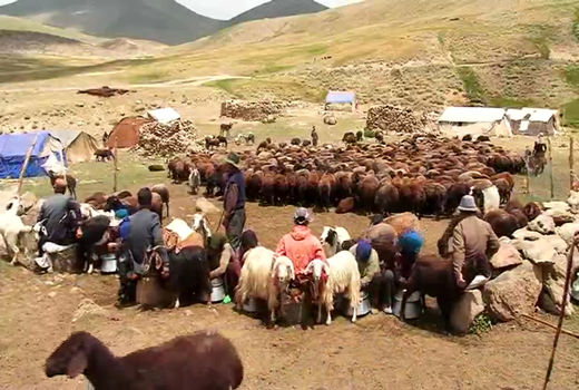 بازگشت عشایر سهند به مناطق قشلاقی