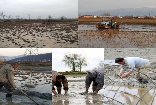 با توجه به تقویم زراعی کشت و کار برنج، کشاورزان به توصیه‌های ایمنی محیط کار توجه کنند
