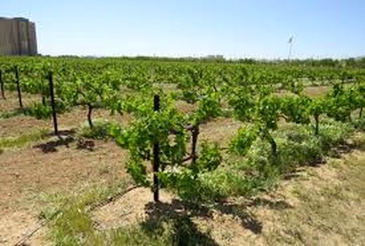 بهره‌وری تولید انگور با طرح فراز تاکستان 