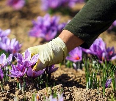 با «پالیز» بانک کشاورزی، دست دلالان از بازار طلای سرخ کوتاه شد