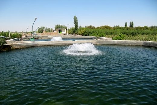 270 تن ماهیان گرمابی و سردابی در واحدهای پرورش ماهی شهرستان آبیک تولید شد