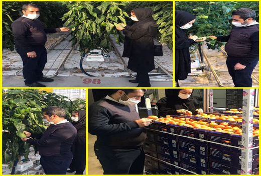 صادرات 2473 تن محصولات کشاورزی از مرز های نوردوز و جلفا  در مهرماه