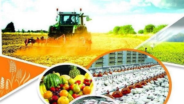 بازرسی مواد غذایی: کلید سلامت از مزرعه تا سفره