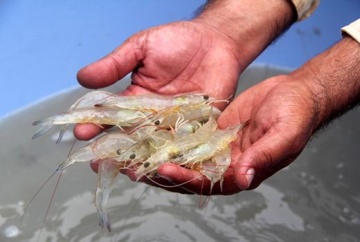 2 میلیون پست لار و میگو درسیستان‌وبلوچستان ذخیره‌سازی شد