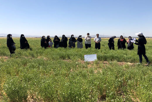 بازدید ترویجی بانوان روستایی از مزرعه نمایشی سیاهدانه در شهرستان بناب